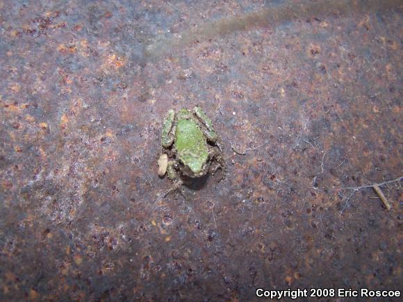 Gray Treefrog (Hyla versicolor)