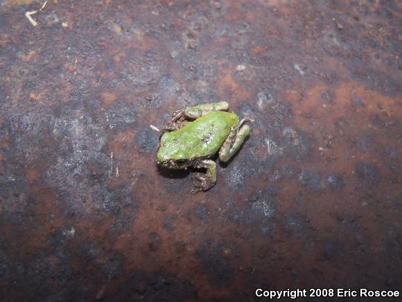 Gray Treefrog (Hyla versicolor)