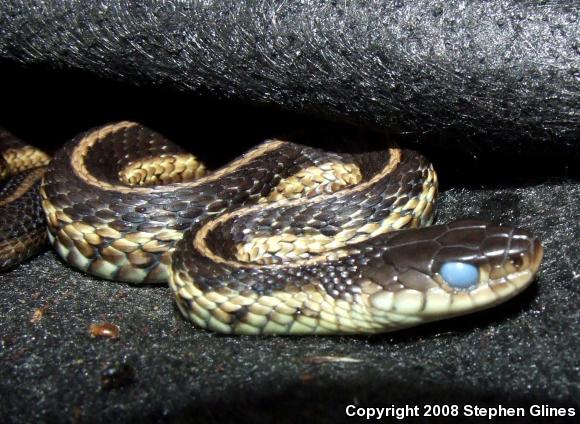 Eastern Gartersnake (Thamnophis sirtalis sirtalis)