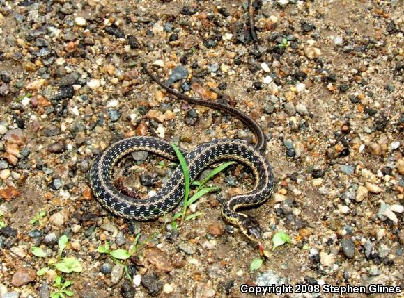 Eastern Gartersnake (Thamnophis sirtalis sirtalis)