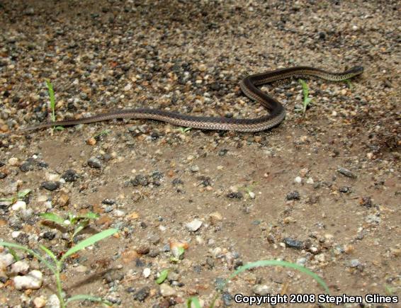 Eastern Gartersnake (Thamnophis sirtalis sirtalis)