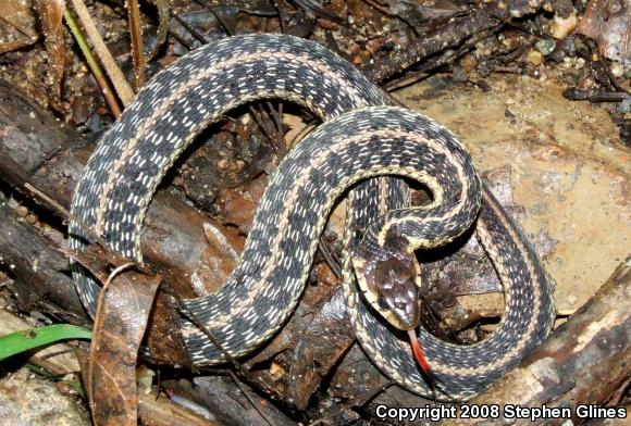 Eastern Gartersnake (Thamnophis sirtalis sirtalis)