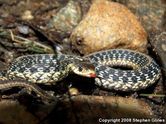 Eastern Gartersnake (Thamnophis sirtalis sirtalis)