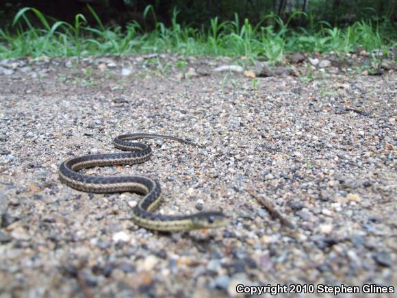 Eastern Gartersnake (Thamnophis sirtalis sirtalis)