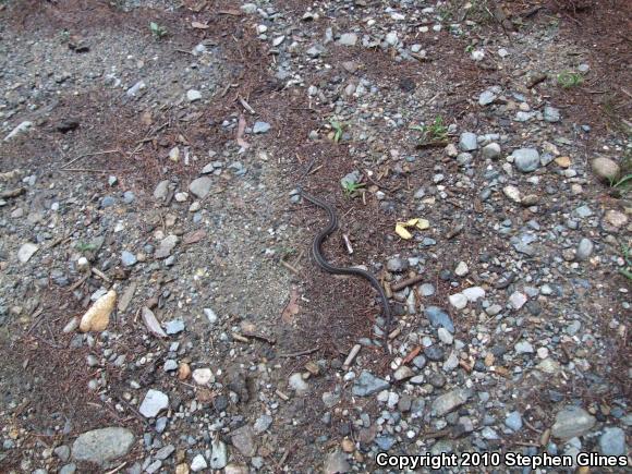 Eastern Gartersnake (Thamnophis sirtalis sirtalis)