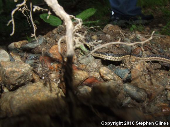 Eastern Gartersnake (Thamnophis sirtalis sirtalis)