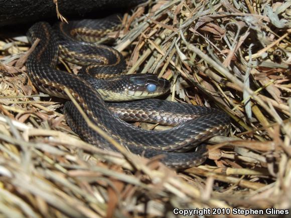 Eastern Gartersnake (Thamnophis sirtalis sirtalis)