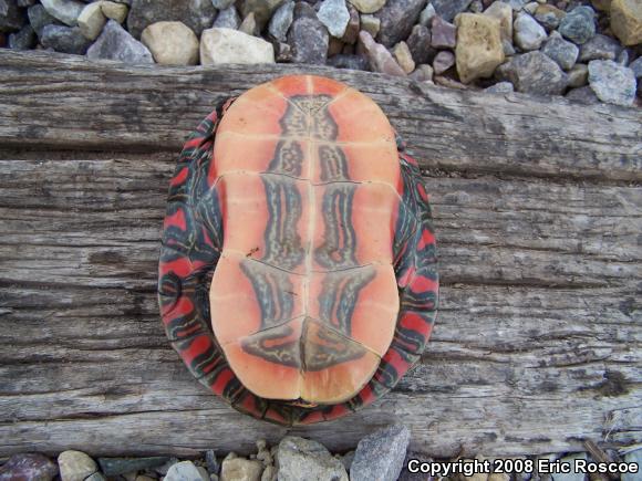 Western Painted Turtle (Chrysemys picta bellii)