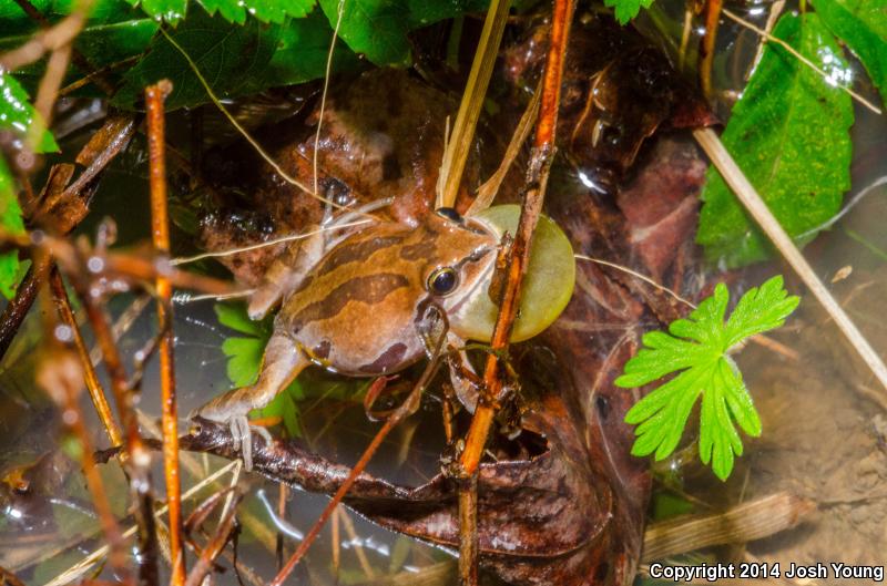 Ornate Chorus Frog (Pseudacris ornata)