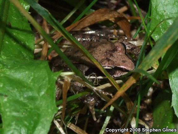 Wood Frog (Lithobates sylvaticus)