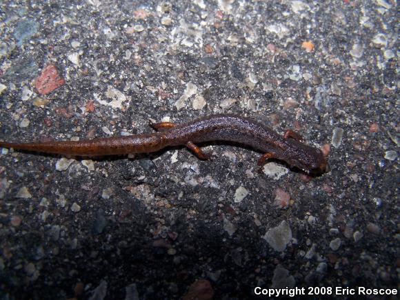 Four-toed Salamander (Hemidactylium scutatum)