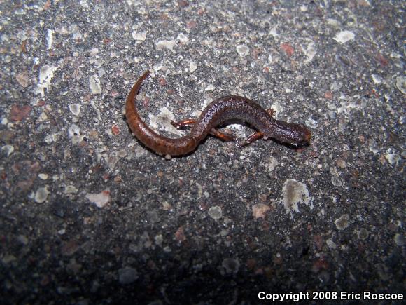 Four-toed Salamander (Hemidactylium scutatum)