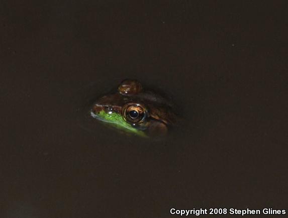 Northern Green Frog (Lithobates clamitans melanota)