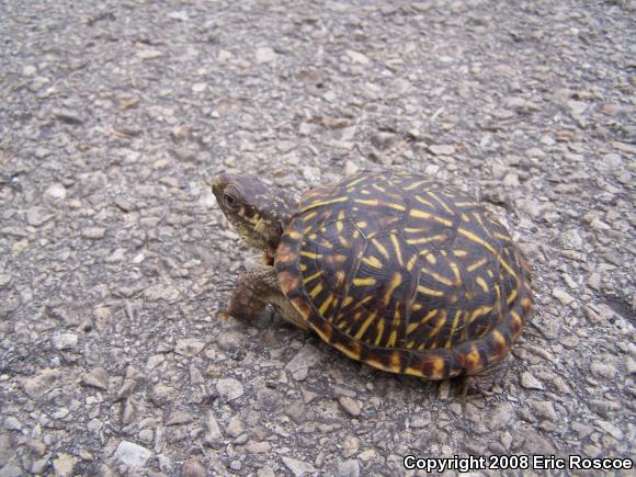 Ornate Box Turtle (Terrapene ornata ornata)