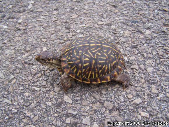 Ornate Box Turtle (Terrapene ornata ornata)