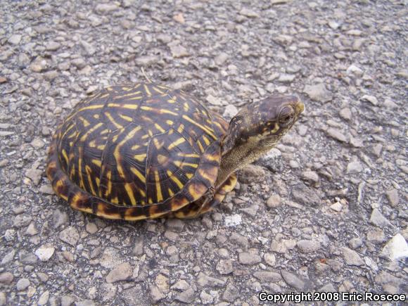 Ornate Box Turtle (Terrapene ornata ornata)