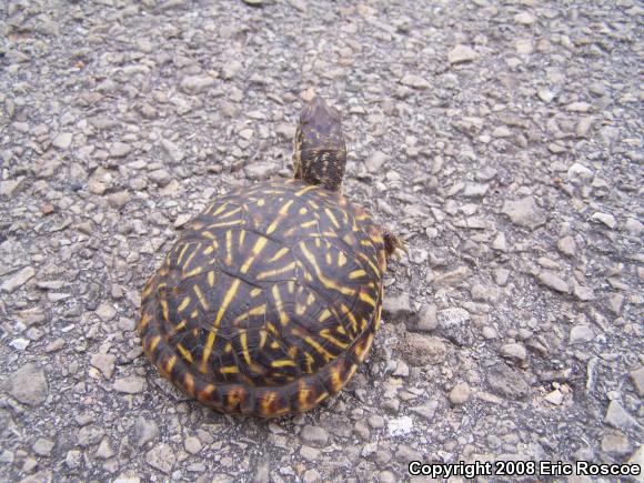 Ornate Box Turtle (Terrapene ornata ornata)