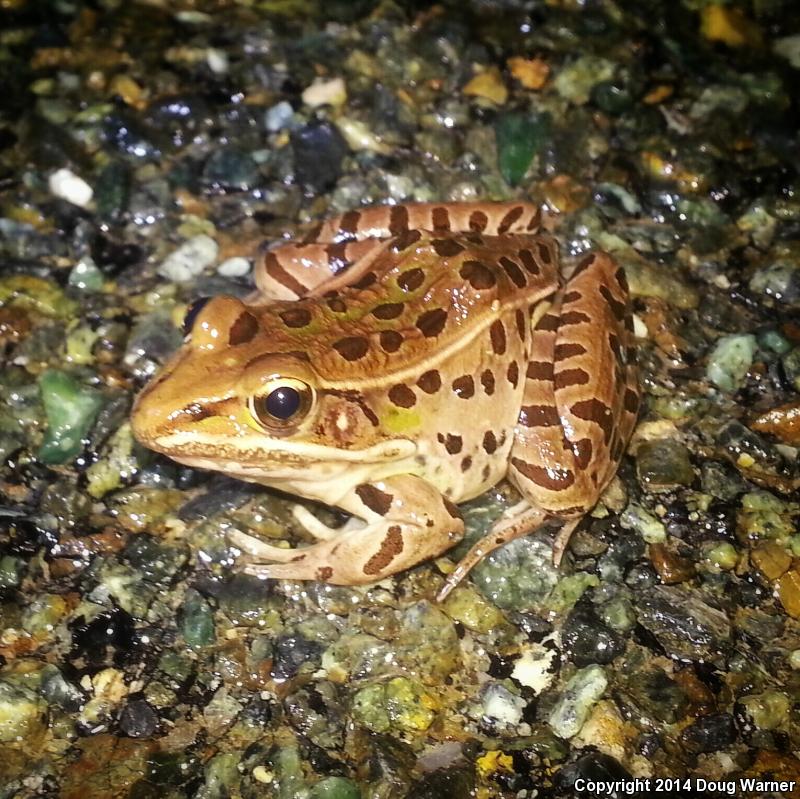 Southern Leopard Frog (Lithobates sphenocephalus utricularius)