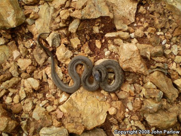 Midland Brownsnake (Storeria dekayi wrightorum)