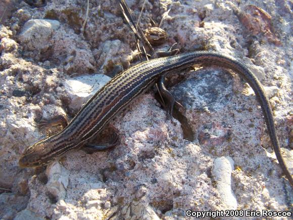 Northern Prairie Skink (Plestiodon septentrionalis septentrionalis)