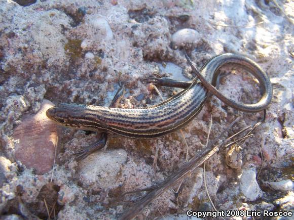 Northern Prairie Skink (Plestiodon septentrionalis septentrionalis)