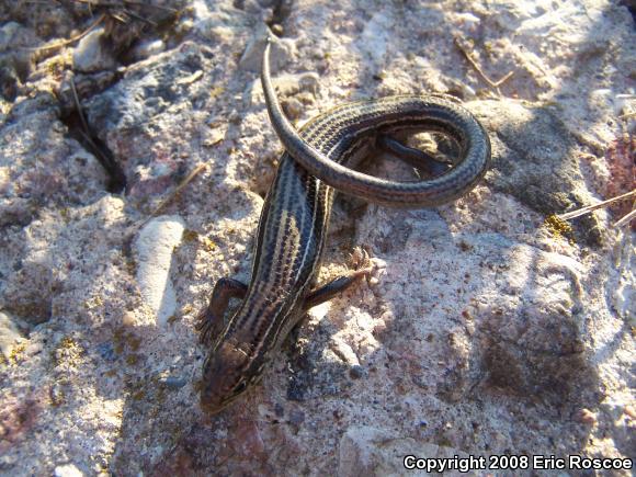 Northern Prairie Skink (Plestiodon septentrionalis septentrionalis)