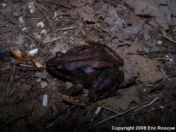 Wood Frog (Lithobates sylvaticus)