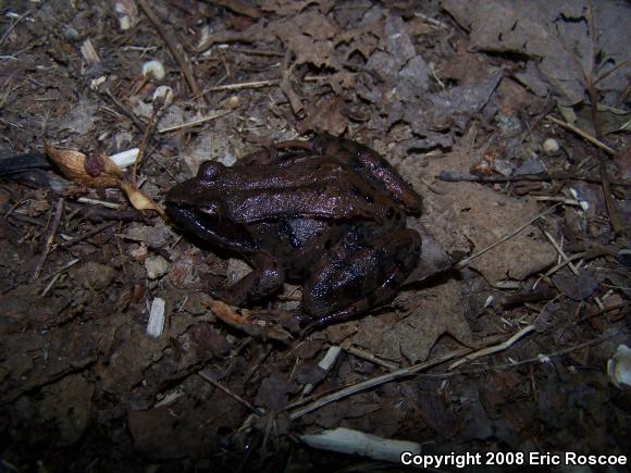 Wood Frog (Lithobates sylvaticus)