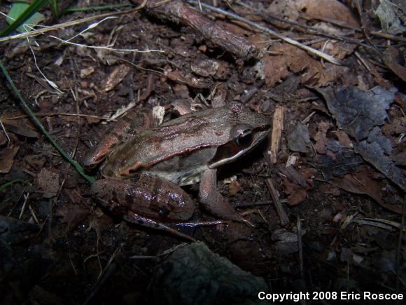 Wood Frog (Lithobates sylvaticus)