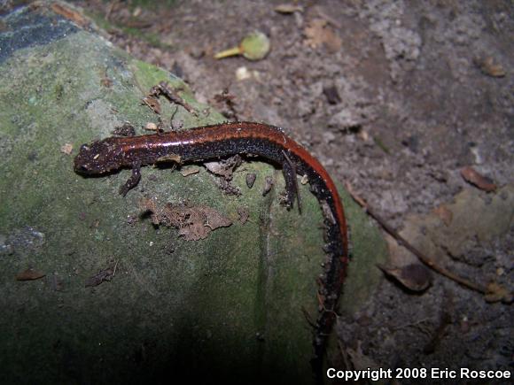 Eastern Red-backed Salamander (Plethodon cinereus)