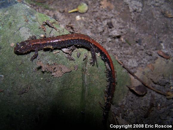 Eastern Red-backed Salamander (Plethodon cinereus)