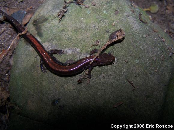 Eastern Red-backed Salamander (Plethodon cinereus)