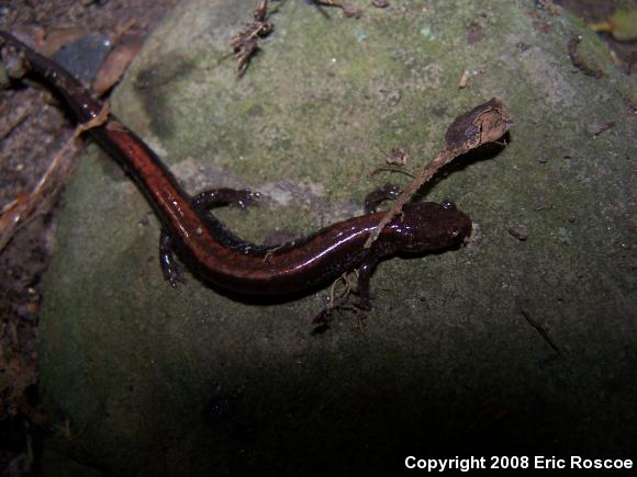 Eastern Red-backed Salamander (Plethodon cinereus)