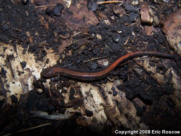 Eastern Red-backed Salamander (Plethodon cinereus)