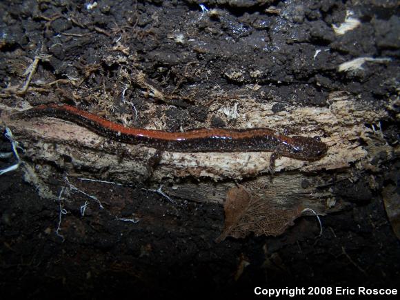 Eastern Red-backed Salamander (Plethodon cinereus)