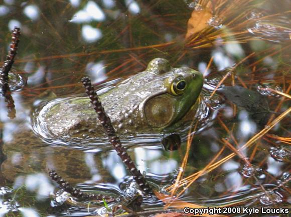 American Bullfrog (Lithobates catesbeianus)