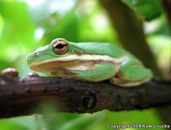 Green Treefrog (Hyla cinerea)