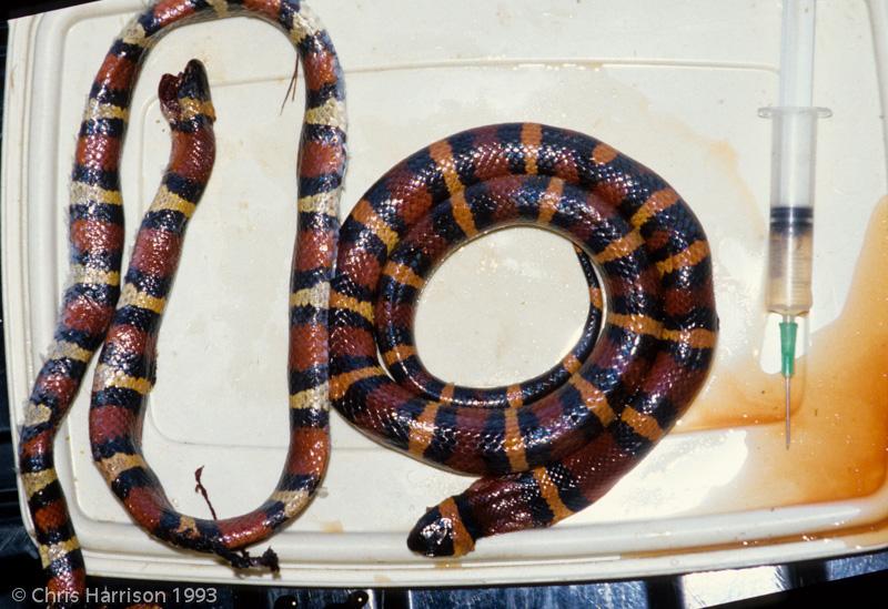 Mexican Milksnake (Lampropeltis triangulum annulata)