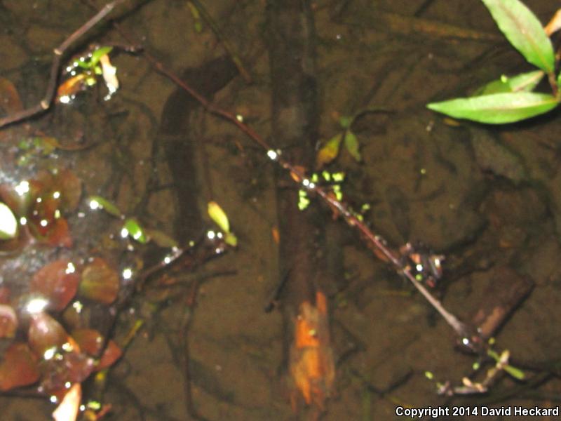 Western Lesser Siren (Siren intermedia nettingi)