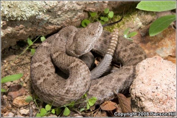 New Mexico Ridge-nosed Rattlesnake (Crotalus willardi obscurus)