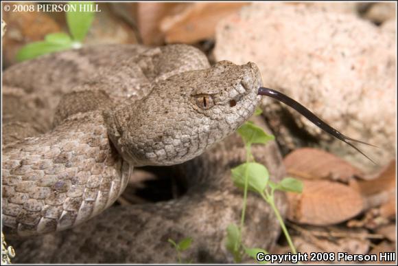 New Mexico Ridge-nosed Rattlesnake (Crotalus willardi obscurus)