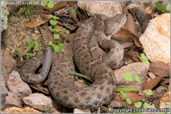 New Mexico Ridge-nosed Rattlesnake (Crotalus willardi obscurus)