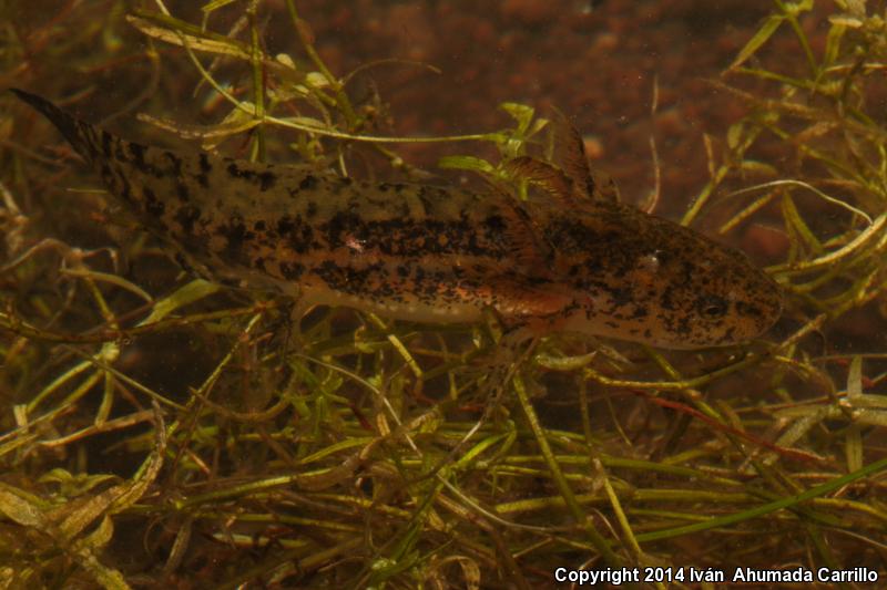 Yellow-peppered Salamander (Ambystoma flavipiperatum)