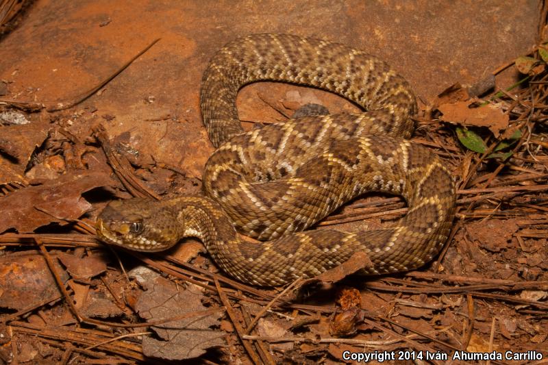 Mexican West Coast Rattlesnake (Crotalus basiliscus)