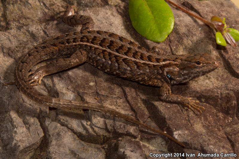 Light-bellied Bunchgrass Lizard (Sceloporus scalaris)