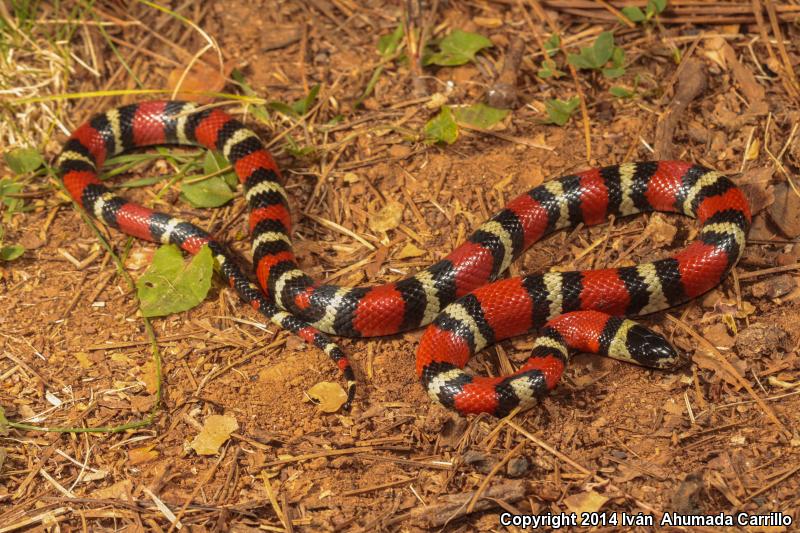 Querétaro Mountain Kingsnake (Lampropeltis ruthveni)