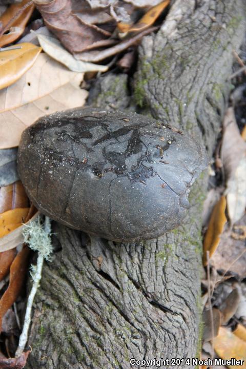 Loggerhead Musk Turtle (Sternotherus minor minor)