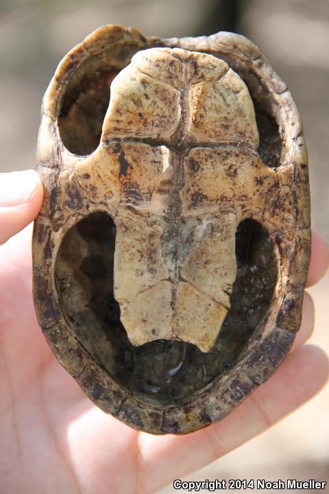 Loggerhead Musk Turtle (Sternotherus minor minor)