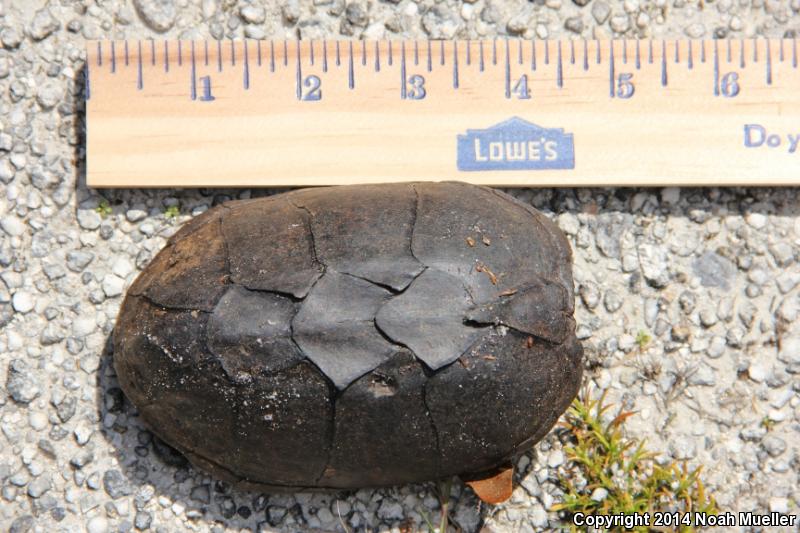 Loggerhead Musk Turtle (Sternotherus minor minor)