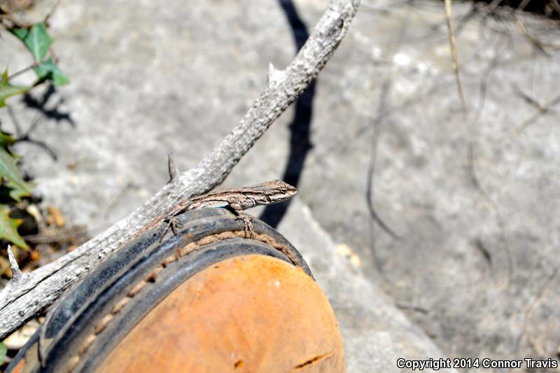 Texas Tree Lizard (Urosaurus ornatus ornatus)